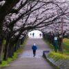 a person is running down a path lined with trees